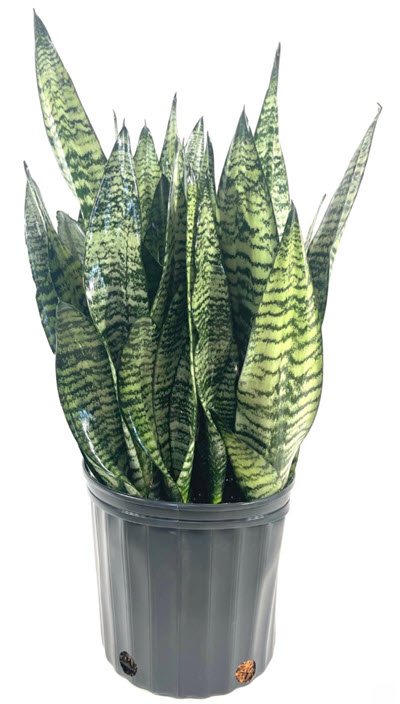 Black Coral Sansevieria